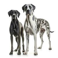 Lovey dogs in isolated white background photo