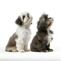 Lovey dogs in isolated white background photo