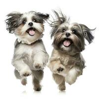 Lovey dogs in isolated white background photo