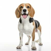 Lovey dogs in isolated white background photo