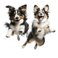 Lovey dogs in isolated white background photo