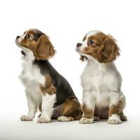 Lovey dogs in isolated white background photo