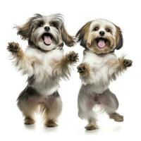Lovey dogs in isolated white background photo