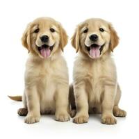 Love dogs couple in isolated white background photo