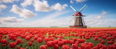 Tulip field landscape in dutch photo