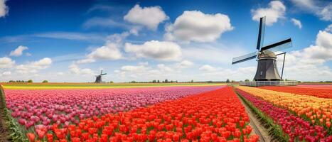 Tulip field landscape in dutch photo