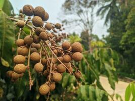 Fresco longan Fruta desde el árbol foto