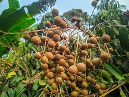 fresh longan fruit from the tree photo