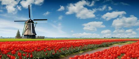 Tulip field landscape in dutch photo