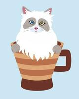 A fluffy Ragdoll Cat with Mismatched Eyes Peering from Inside a Coffee Mug vector