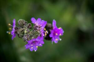 Mirabilis laevis. Vivid Encounters - Insects and Flowers in Nature photo