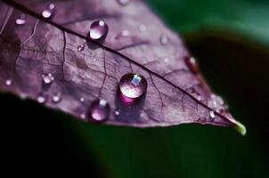 Macro purple leaf water drops. Generate Ai photo