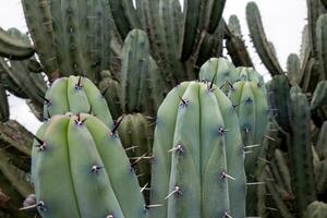Myrtillocactus Geometrizans - Macro Beauty of Nature Patterns photo
