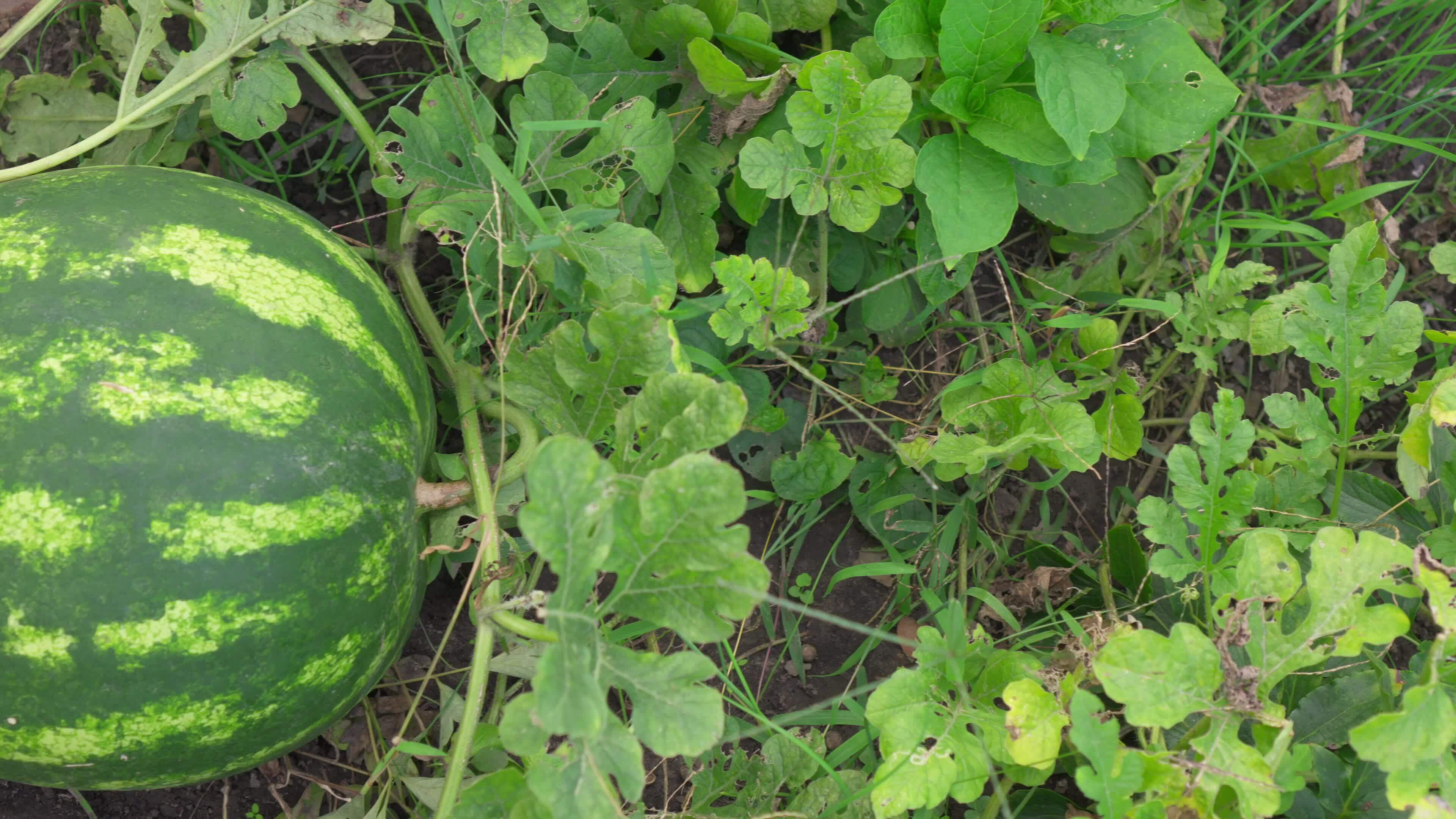 Growing watermelon in garden in backyard of house. 29830470 Stock Video