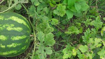 växande vattenmelon i trädgård i bakgård av hus. video