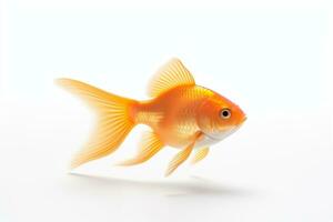 Gold fish on isolated White background ai generative photo