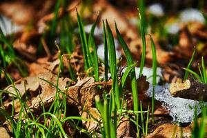 green grass amid melting white snow in the warm midwinter sun photo