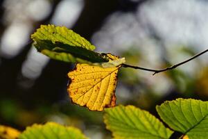 vistoso otoño hojas en un árbol rama en el calentar Brillo Solar foto