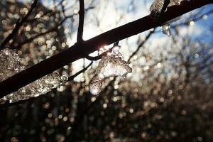 plant decorated with shapes frozen by snow and rain and cold sun of winter day photo