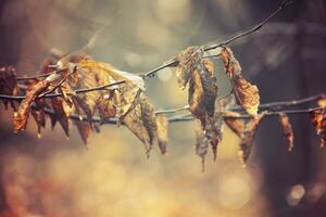 autumn branches of a tree dressed in leaves and raindrops shining in the sun photo