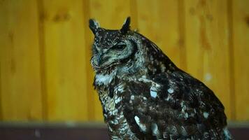 Spotted eagle owl in zoo video