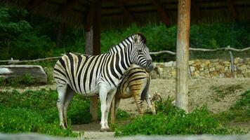 vídeo do zebra dentro jardim zoológico video