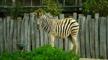 vídeo do zebra dentro jardim zoológico video