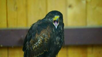 Video of Harriss Hawk in zoo