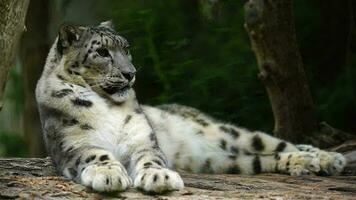 vidéo de neige léopard dans zoo video