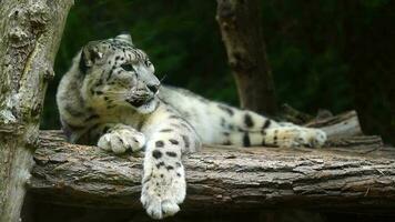 vídeo do neve leopardo dentro jardim zoológico video