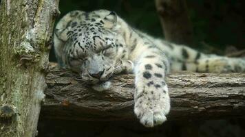 vídeo de nieve leopardo en zoo video
