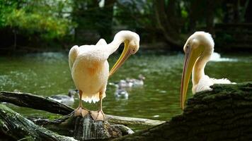 großartig Weiß Pelikan im Zoo video