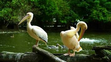 Super goed wit pelikaan in dierentuin video
