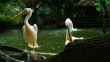 Great white pelican in zoo video