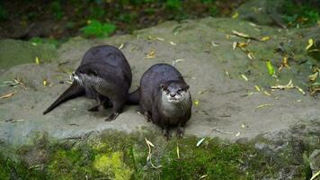Video von asiatisch klein kratzte Otter