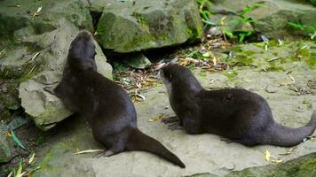 Video von asiatisch klein kratzte Otter