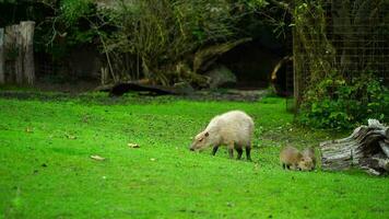 video av capybara i Zoo