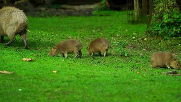 vídeo do capivara dentro jardim zoológico video