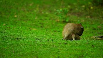 Video of Capybara in zoo
