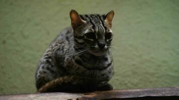 Palawan Leopard Katze im Zoo video