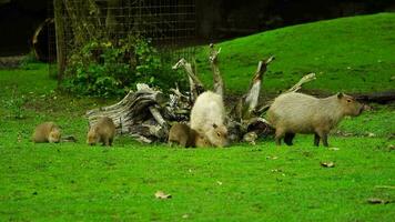 vídeo do capivara dentro jardim zoológico video