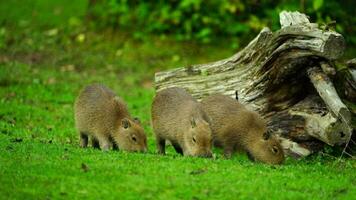 video av capybara i Zoo