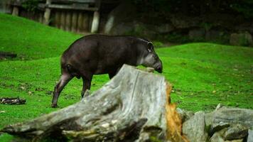 Video of South american tapir