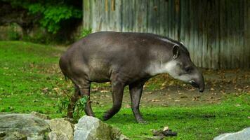 video av söder amerikan tapir