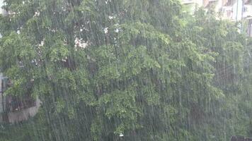 Heavy rain and green tree in summer video