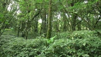skön tropisk grön skog på thailand. video