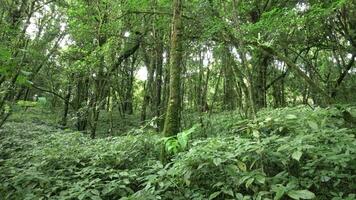 mooi tropisch groen Woud Bij Thailand. video