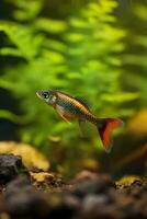 In the aquarium with plants and stones. The spinytail has a variety of color varieties including red, orange, yellow, blue and green. AI Generative photo