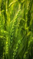 Green barley spike closeup, Green wheat, full grain, Close up of an ear of unripe wheat, AI Generative photo