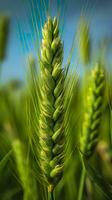 Green barley spike closeup, Green wheat, full grain, Close up of an ear of unripe wheat, AI Generative photo